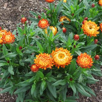 Bracteantha bracteata 'Granvia Harvest Orange' (281598)