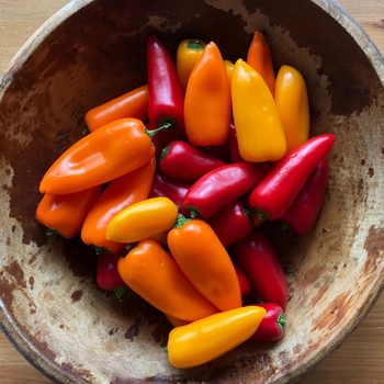 Capsicum annuum 'Lunchbox Mix' 