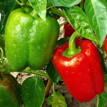 Capsicum annuum 'California Wonder' 