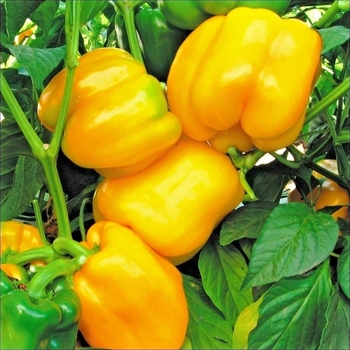 Capsicum annuum