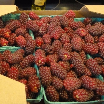 Rubus idaeus x fruticosa