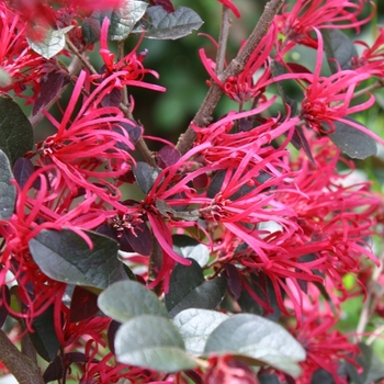 Loropetalum chinense 'Carolina Midnight' 