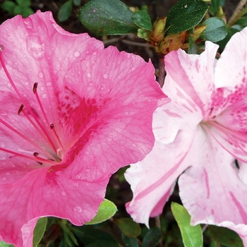 Rhododendron Robin Hill Hybrid 'Conversation Piece' 