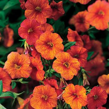 Calibrachoa Million Bells® Mounding 'Crackling Fire' (281723)