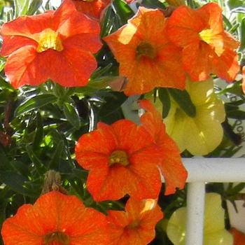 Calibrachoa Million Bells® Mounding 'Crackling Fire' (281724)