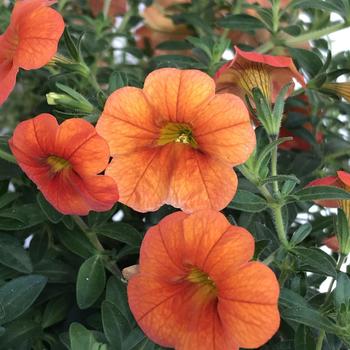 Calibrachoa 'Orangina' 