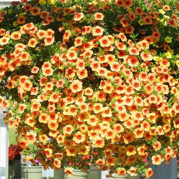 Calibrachoa 'Terra Cotta' 