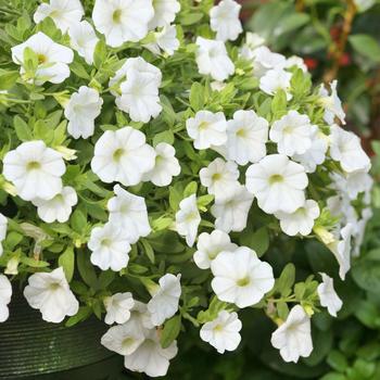 Calibrachoa 