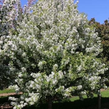 Malus 'KW218MX' 