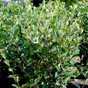 Cotoneaster acutifolius