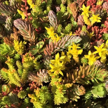 Sedum 'Flaming Carpet' 