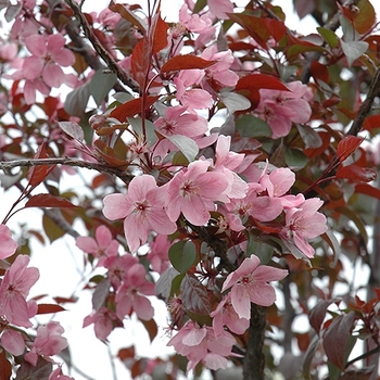 Malus 'Perfect Purple' Coppurple