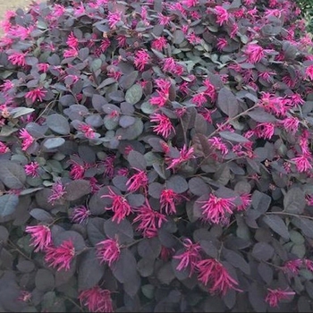 Loropetalum chinense 'Purple Majesty' 