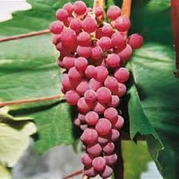 Vitis 'Swenson Red' 