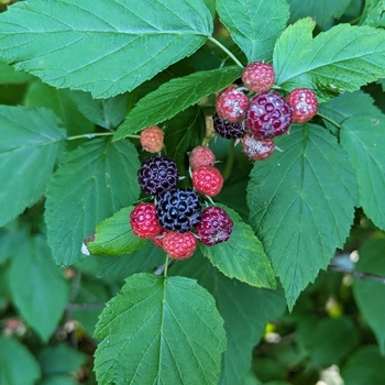 Rubus 'Darrow' 