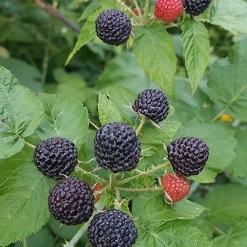 Rubus 'Bristol' 