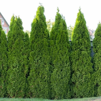 Thuja occidentalis 'Full Speed a Hedge®' 