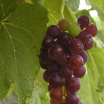 Vitis labrusca 'Vanessa' 