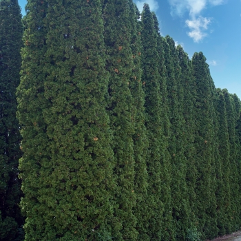 Thuja occidentalis 'Pyramidalis' 