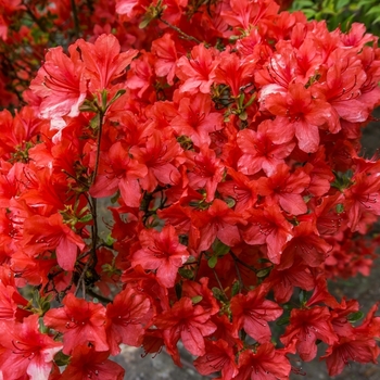 Rhododendron 'Girard's Hot Shot' 