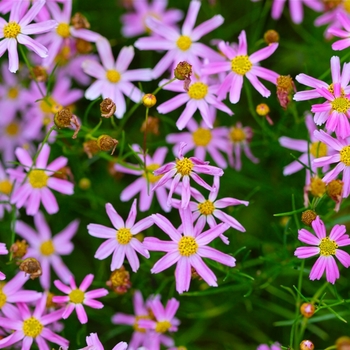 Coreopsis rosea