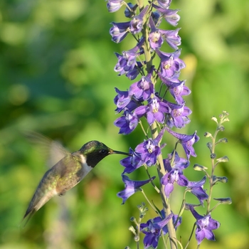 Delphinium exaltatum