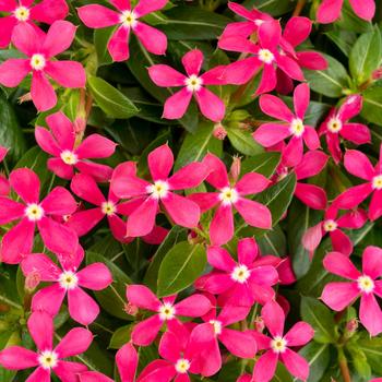 Catharanthus 