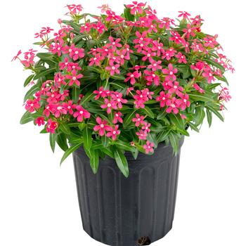 Catharanthus Soiree kawaii® '' (282311)