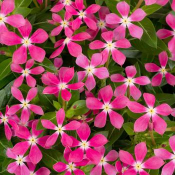 Catharanthus 