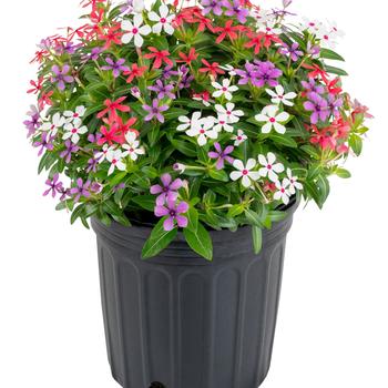 Catharanthus Soiree kawaii® 'Lady Liberty' (282315)