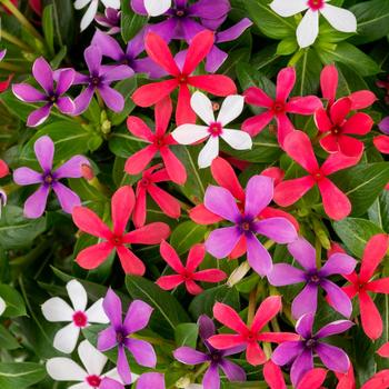 Catharanthus 'Lady Liberty' 