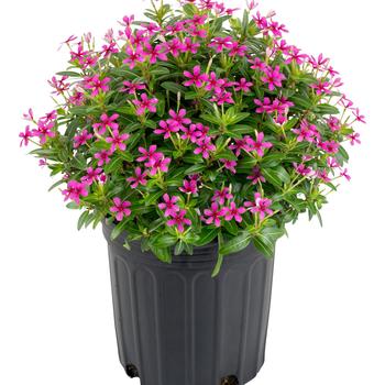 Catharanthus Soiree kawaii® '' (282318)