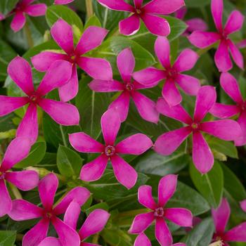 Catharanthus 