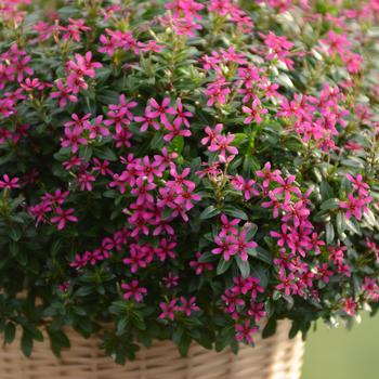 Catharanthus Soiree kawaii® '' (282321)