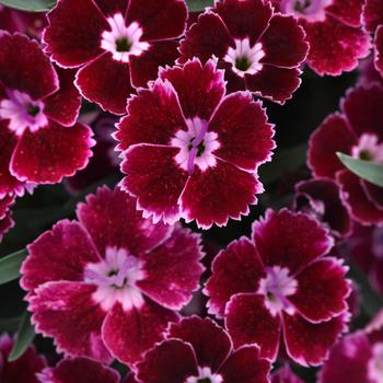 Dianthus Everlast™ '' (282394)