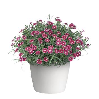 Dianthus Everlast™ '' (282395)