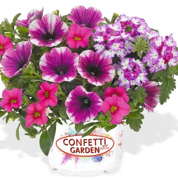 Combination Planter 'Shocking Touch' 