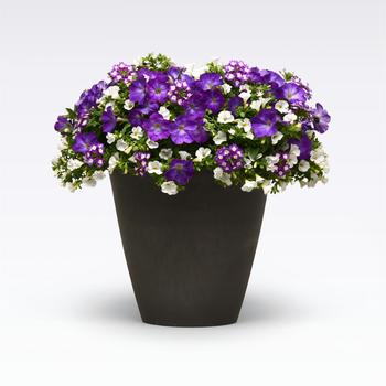 Combination Planter MixMasters™ 'Eye Caramba' (282442)