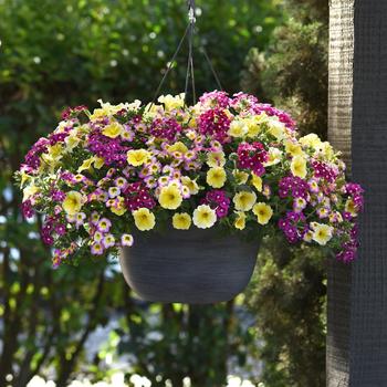 Combination Planter MixMasters™ 'Great Escape' (282447)