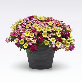 Combination Planter MixMasters™ 'Great Escape' (282448)