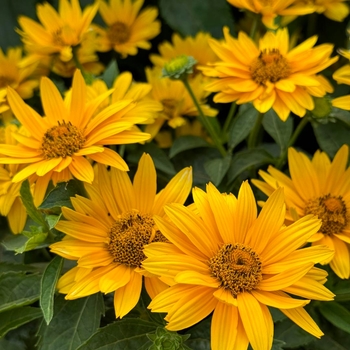 Heliopsis helianthoides 'Inhelsodor' PP29819