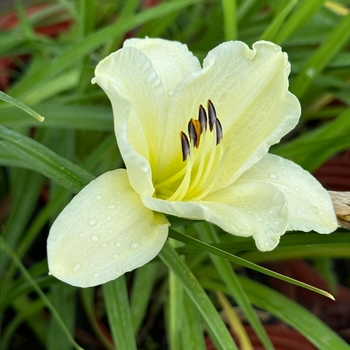 Hemerocallis 'Sunday Gloves' 