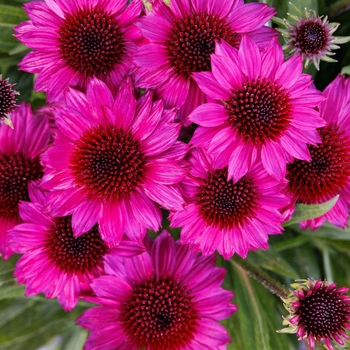 Echinacea 'Petite Burgundy' 