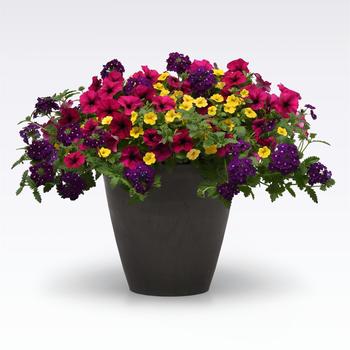 Combination Planter 'Bejeweled' 