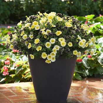 Combination Planter 'Oh Beehave' 