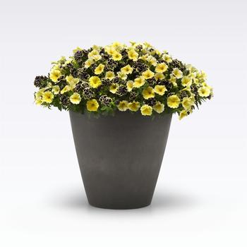 Combination Planter MixMasters™ 'Oh Beehave' (282671)