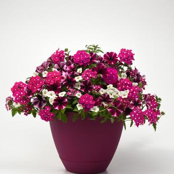 Combination Planter 'Raspberry Sorbet' 