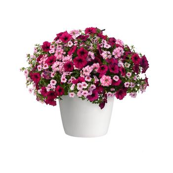 Combination Planter Trixi® 'Cherry Kiss' (282680)