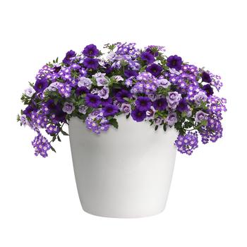 Combination Planter 'Purple Lace' 