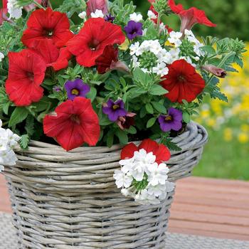 Combination Planter 'Liberty Bell' 